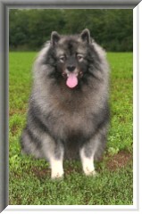 Otto